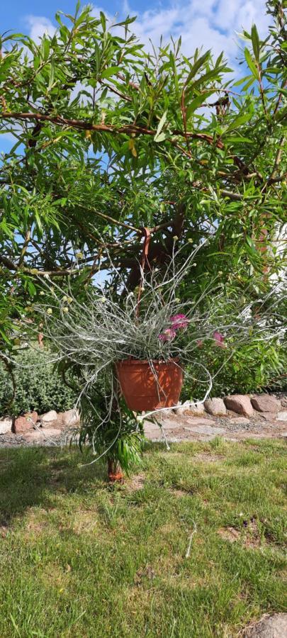 Leilighet Garden Krzywa 11 Liwa